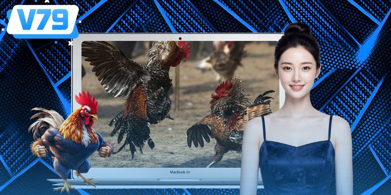 Sự khác biệt hình thức đá gà trực tiếp