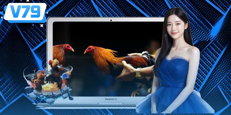 Trực tiếp đá gà tại V79 có nhiều ưu điểm nổi bật
